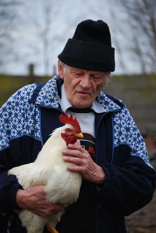 Cock Pets Gentle Old