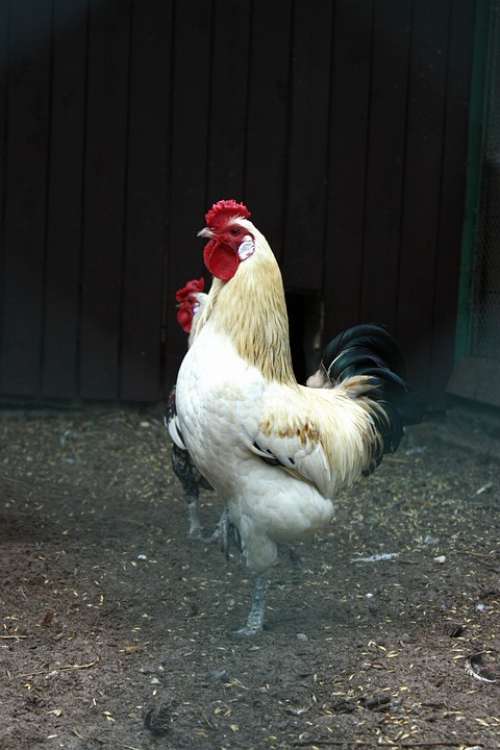 Cock Tom Comb Domestic Fowl The Hen Bird Poultry