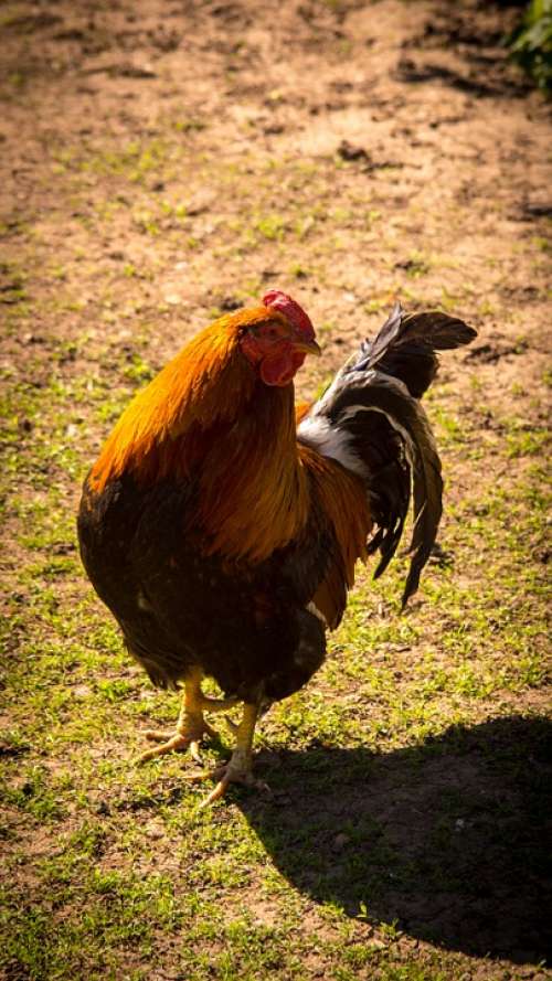 Cock Bird Village Grass Green Nature