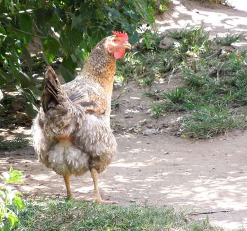 Cock Chicken Farm Bird