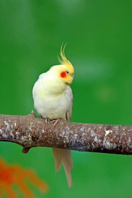 Cockatiel Bird Parrot Pretty Cute Yellow Animal