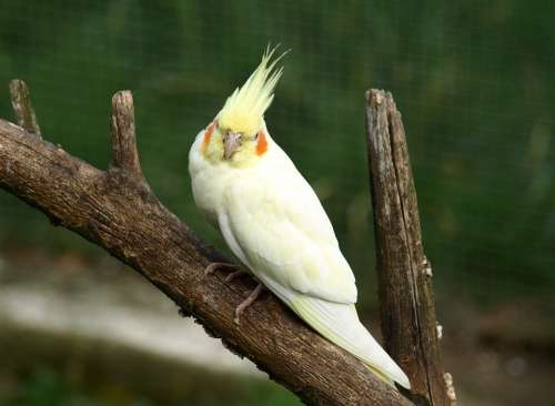 Cockatiel Parakeet Bird Yellow