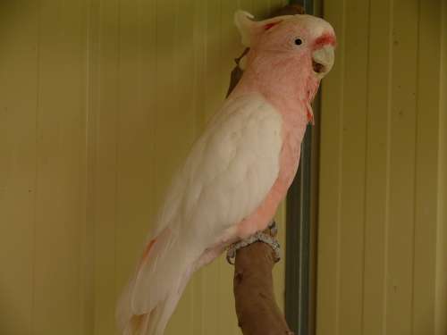 Cockatoo Parrot Birds Bird Galah Pink