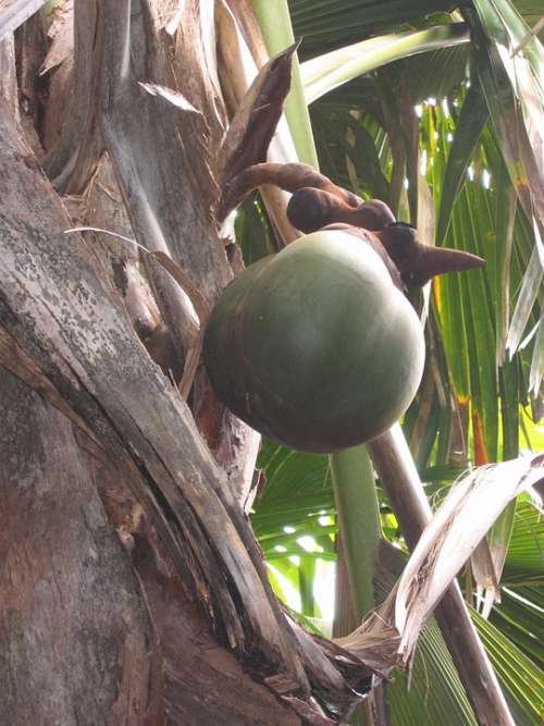 Coco De Mer Coconut Seychelles Coconut Tree Island