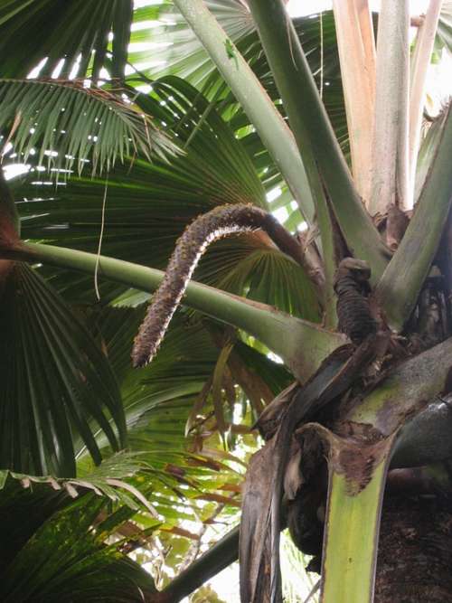 Coco De Mer Male Inflorescence Coconut Palm
