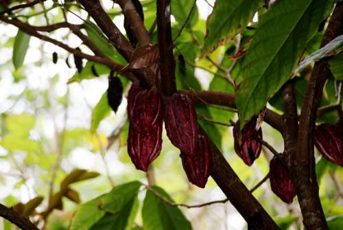 Cocoa Nature Leaf Branches Tree Reunion Island