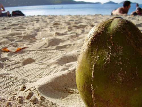 Coconut Close-Up Sand Beach Summer Sand Beach