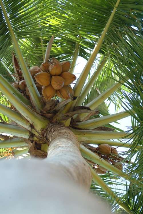 Coconut Palma Maldives