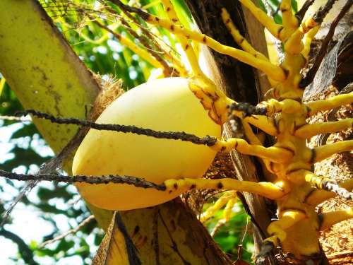 Coconut Fruit The Tree