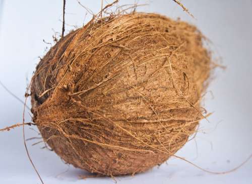 Coconut Dried Food Snack Ingredient Nutrition