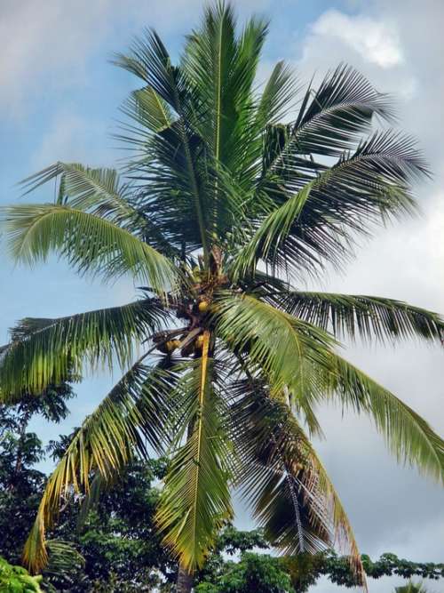 Coconut Palm Tree Tropical Summer Nature Sky