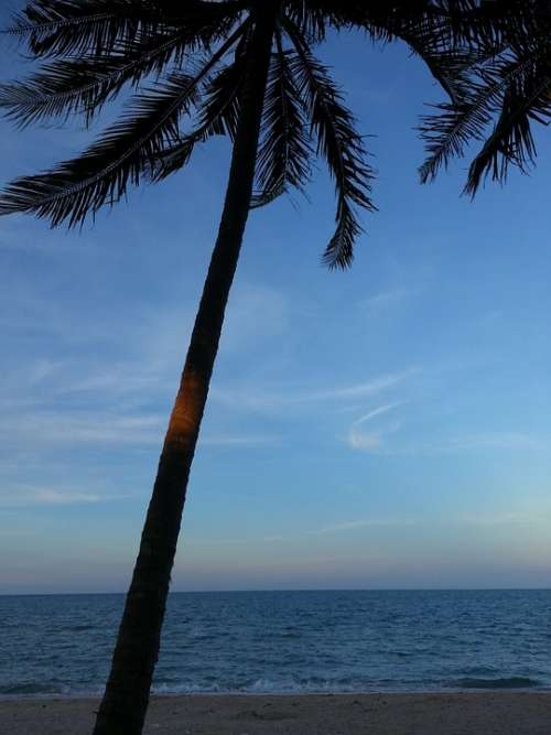 Coconut Tree Beach Tree Sea Nature Tropical