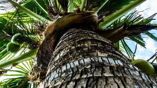 Coconut Tree Palm Coconuts