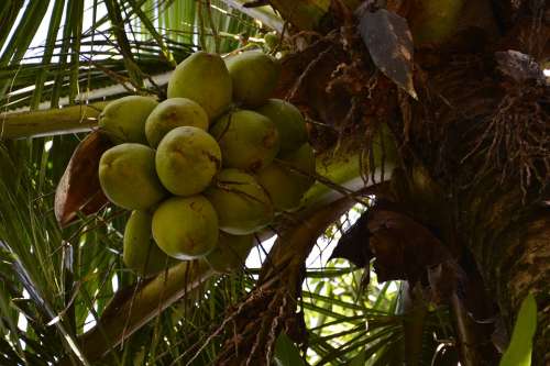 Coconut Tree Coco Greens Nature