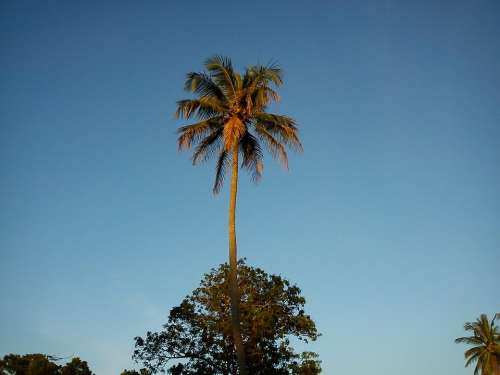 Coconut Tree Palm Palm Tree Nature Coconut Tree