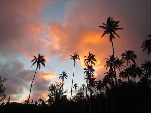 Coconut Tree Sunrise Hawaii