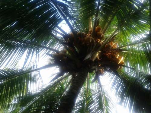Coconut Tree Coconuts Palm Tree Sweet Nature Green