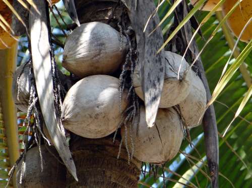 Coconuts Tree-Dried Cocos Nucifera Coconut Tree