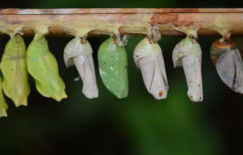 Cocoons Green Larva Larvae Insect Larvae Macro