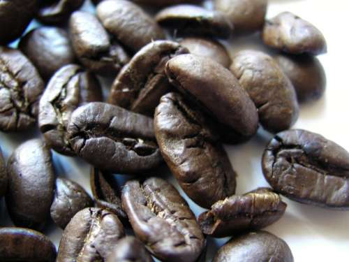 Coffee Beans Roasted Pacamara Beans