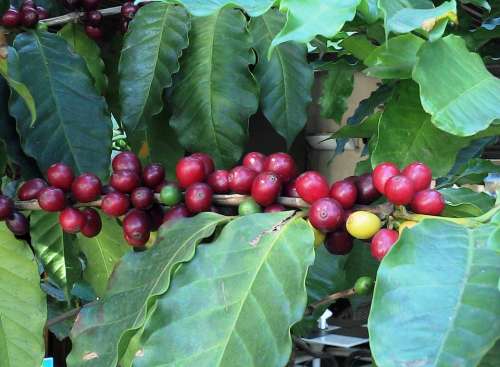 Coffee Foot Of Coffee Coffee Fruit