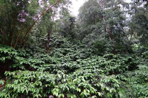 Coffee Plantation Coffea Robusta Rain Soaked