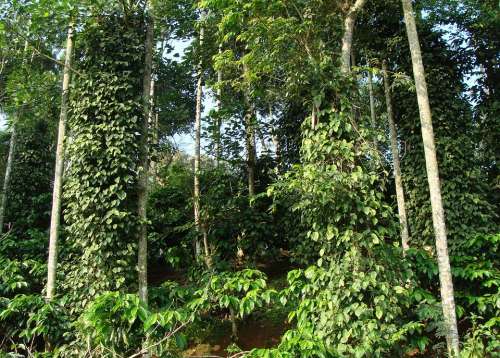 Coffee Plantation Coffea Robusta Black Pepper Vine