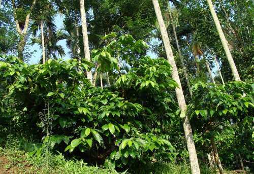 Coffee Plantation Coffea Robusta Areca Palms Ammathi