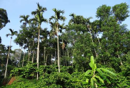 Coffee Plantation Hills Areca Palms Ammathi Coorg