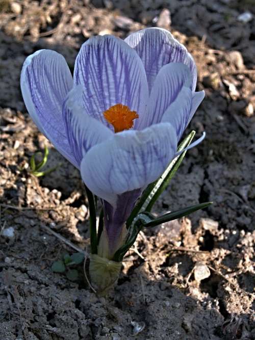 Colchicum Blue Flower Purple Flowers Detail