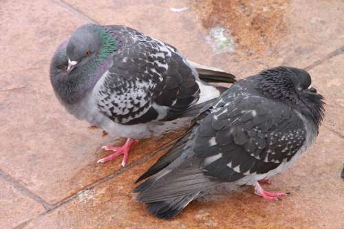 Cold Habits Pigeon Sleeping Winter Birds