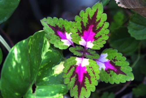 Coleus Plant Nature Flowers Garden Cultivate Leaf