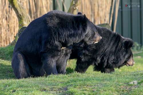 Collar Bear Black Bear Bear Zoo