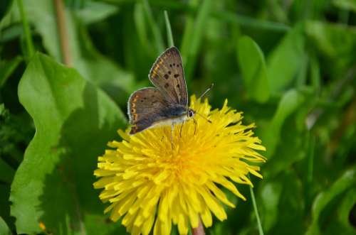 Collect Nectar Butterfly Dandelion