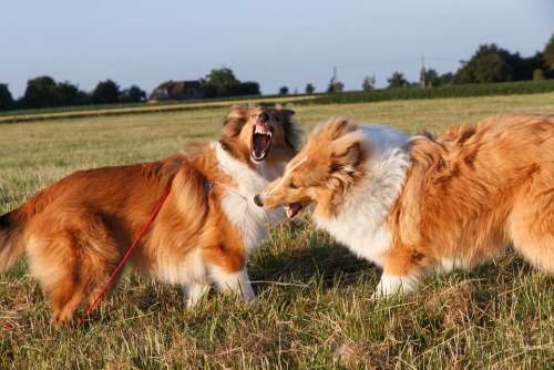 Collie Dog Pet Tooth Animal Animal Portrait Fur