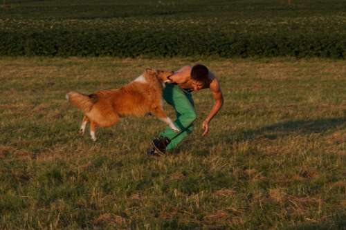 Collie Dog Training Dog Exercise
