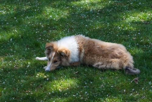 Collie Dog Sleep Meadow Rest Tired