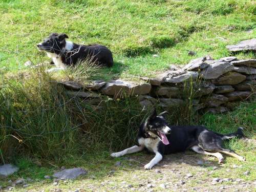 Collie Dogs Animals Race Mammal