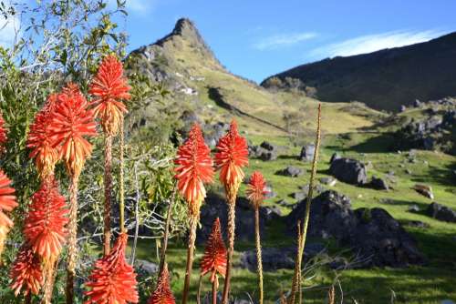 Colombia Elcocuy Mountains Hiking Trekking Flowers