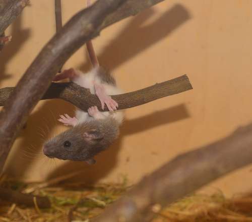 Color Rat Rat Animal Rodent Image Climb Play