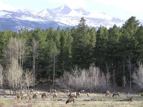 Colorado Mountains Landscape Scenic Elk Wildlife