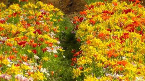 Colorful Colored Field Of Flowers Color Flora