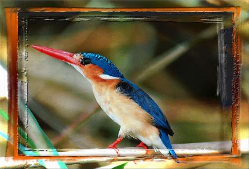 Colorful Bird Animal Namibia Africa Feathered