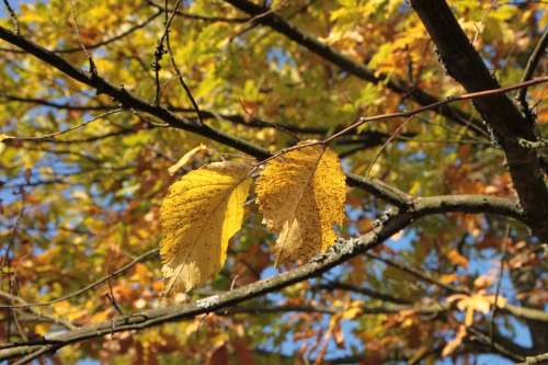 Colors Fall Forest Leaf Leaves Light Warm Yellow
