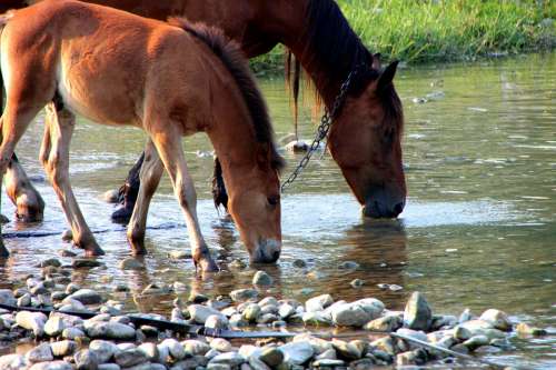Colt Countryside Drinking Foal Horse Mare River