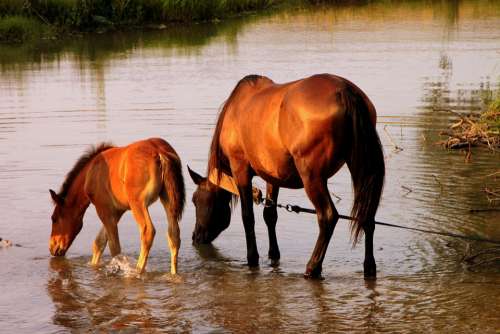 Colt Countryside Drinking Foal Horse Mare River