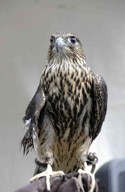 Columbarius Bird Head Falco Merlin Falcons Hawks