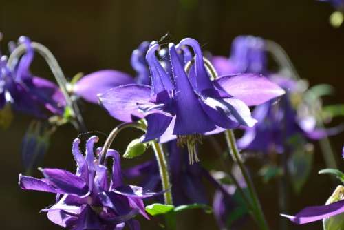 Columbine Aquilegia Flower Purple Violet Flora