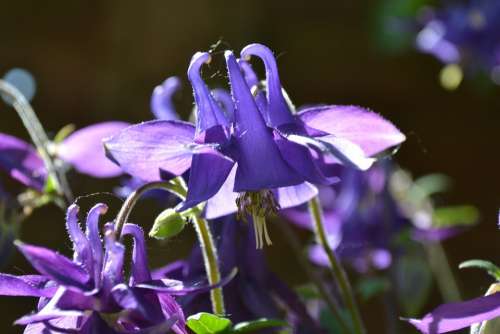 Columbine Aquilegia Flowers Violet Purple