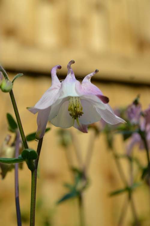Columbine Aquilegia Flower Close-Up Nature Plant